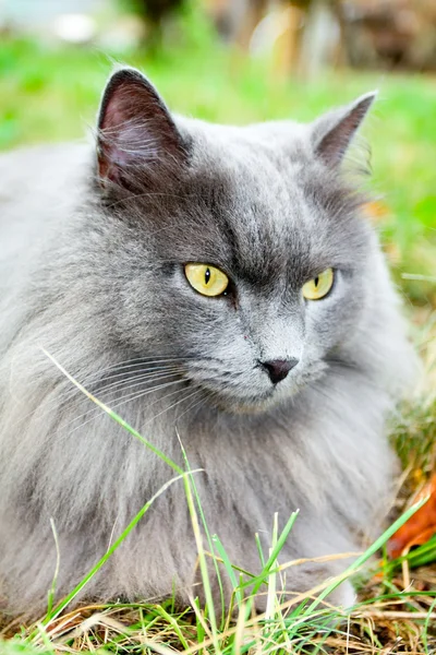黄色の目の美しい灰色猫 — ストック写真