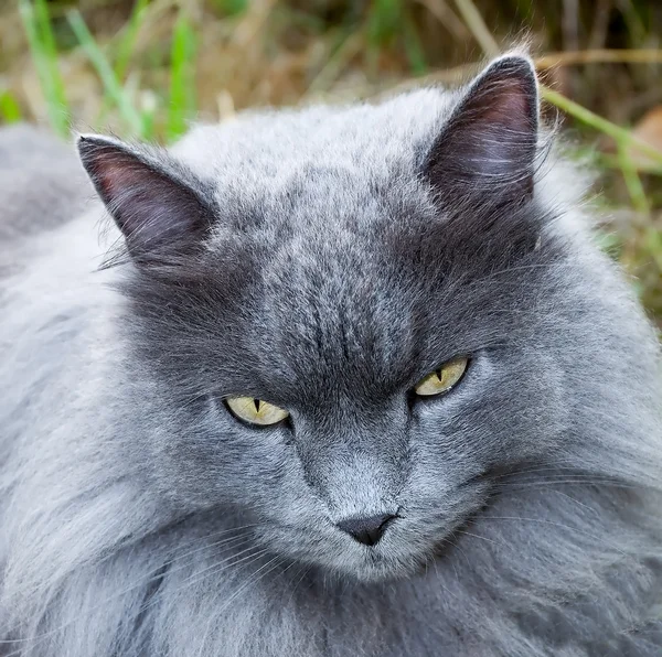 Beautiful gray cat with yellow eyes — Stock Photo, Image