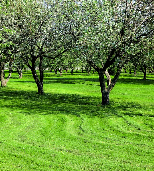 Florescendo macieiras jardim — Fotografia de Stock