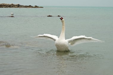 Swan spreads its wings. clipart