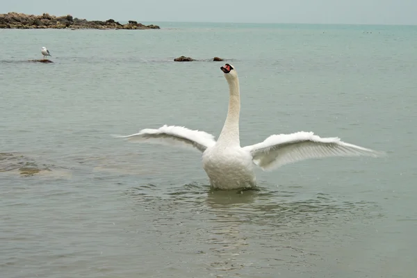 Swan spreads its wings. — Stock Photo, Image