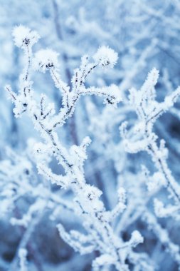 Frozen winter plant clipart