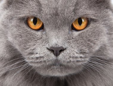 Kedinin yüz portre