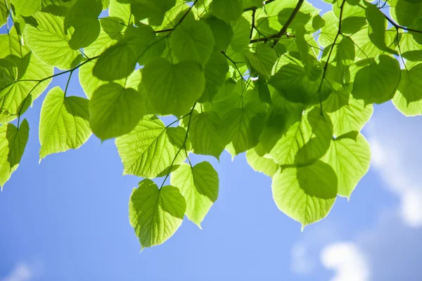 Свежие листья на небе — стоковое фото