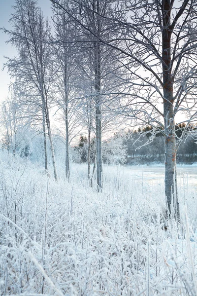 Snowy winter landscape — Stock Photo, Image