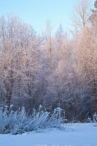 Paesaggio invernale innevato — Foto Stock