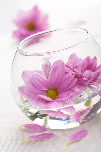 Flores cor de rosa em vaso — Fotografia de Stock