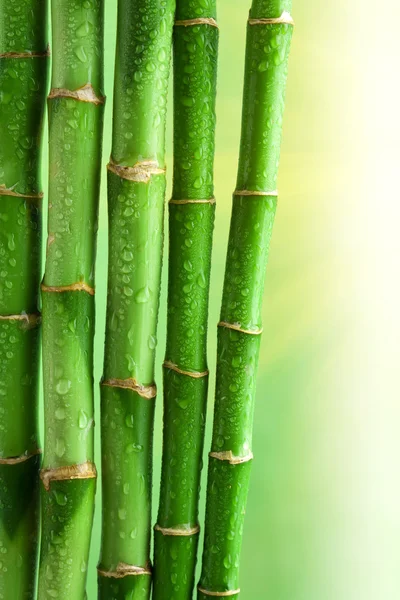 Bambusové pozadí — Stock fotografie