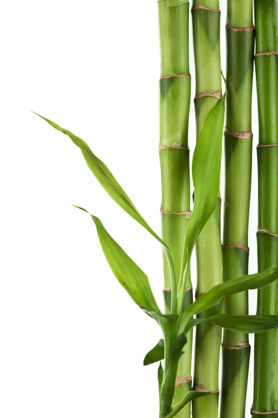 孤立的竹 — 图库照片