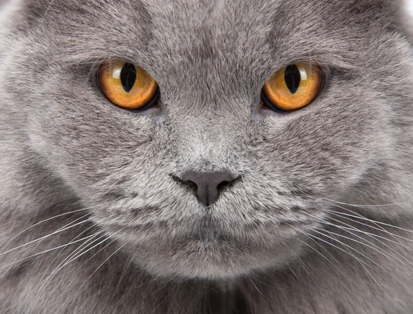 Kedinin yüz portre — Stok fotoğraf