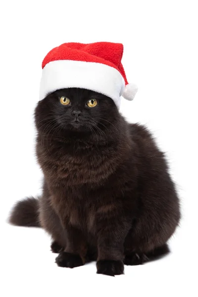 stock image Christmas cat isolated