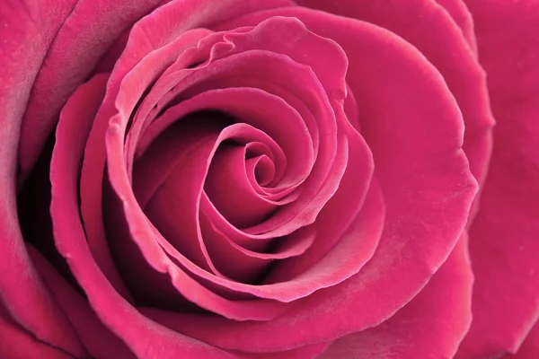 Różowe tło róży — Zdjęcie stockowe
