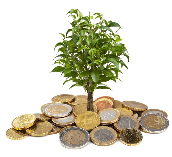 Träd och mynt isolerade — Stockfoto