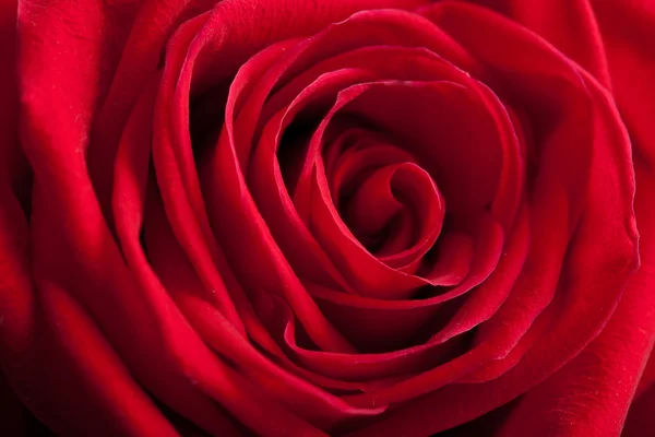 Schöne rote Rose Hintergrund — Stockfoto
