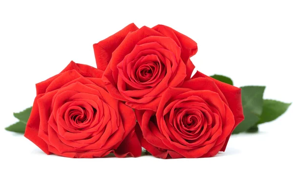 Rosas rojas aisladas — Foto de Stock
