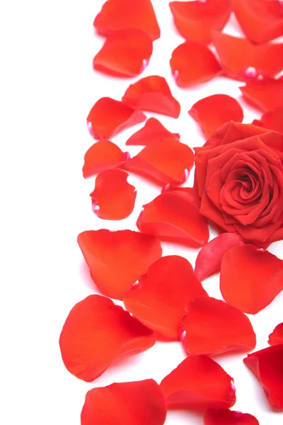 Czerwone płatki róż na białym tle — Zdjęcie stockowe