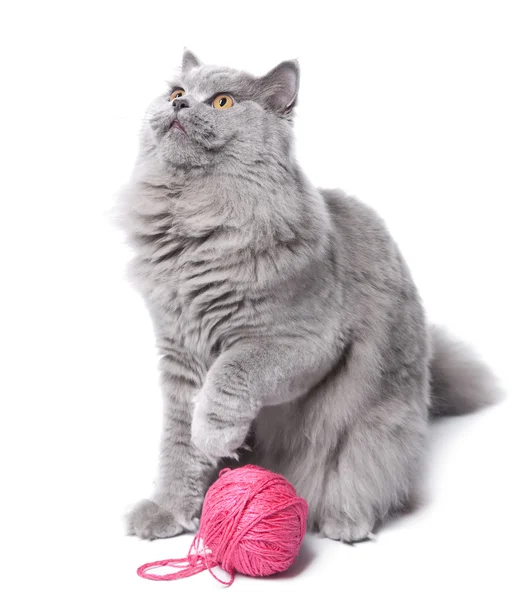 Kat spelen met schoothoek geïsoleerd — Stockfoto