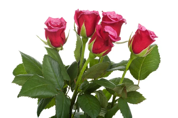 Red roses isolated — Stock Photo, Image