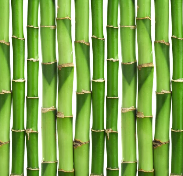 Bambu bakgrund isolerade — Stockfoto