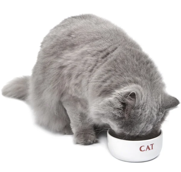 Eten kat geïsoleerd — Stockfoto