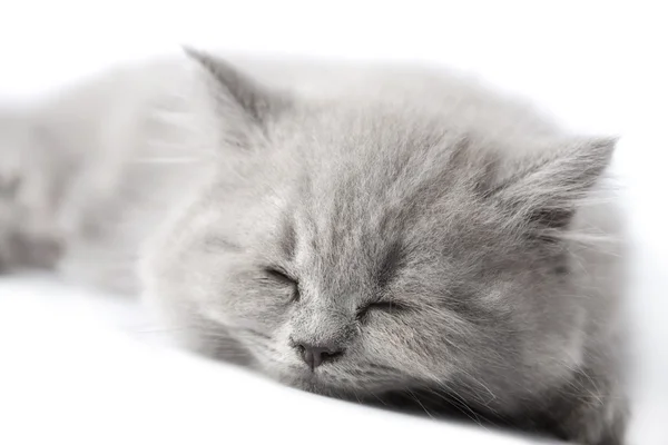 Britse kitten slapen geïsoleerde — Stockfoto