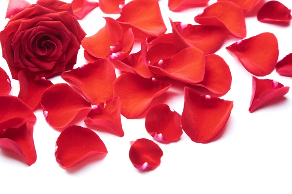Rote Rosenblätter isoliert — Stockfoto