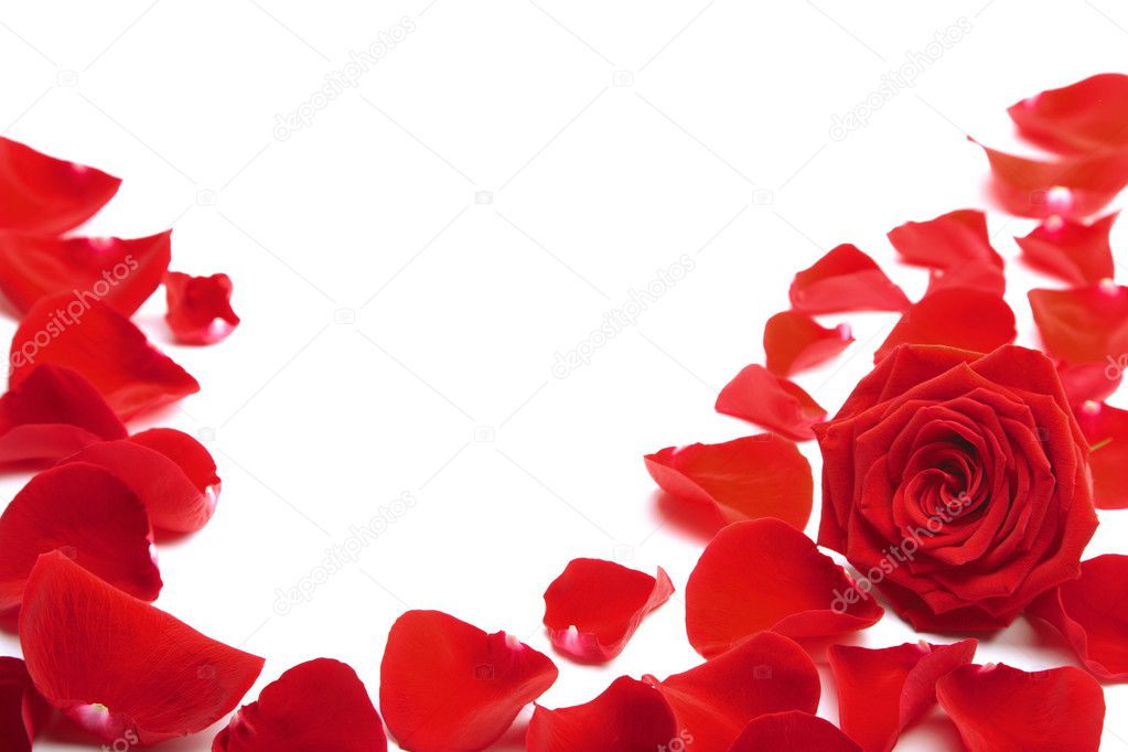 Red rose petals isolated