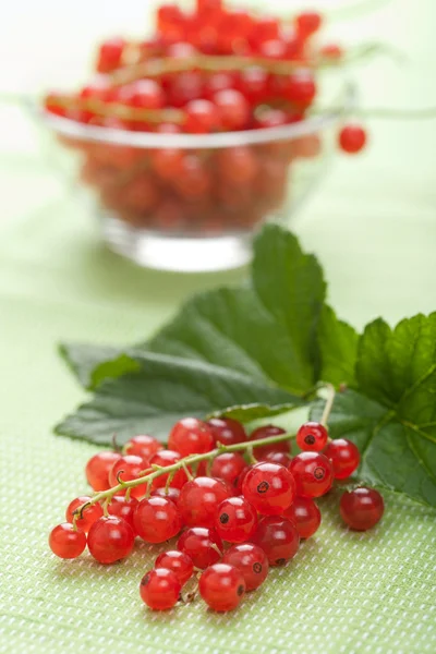 Fresh redcurrant — Stock Photo, Image