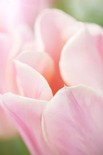 Macro Pink Tulip — Stock Photo, Image