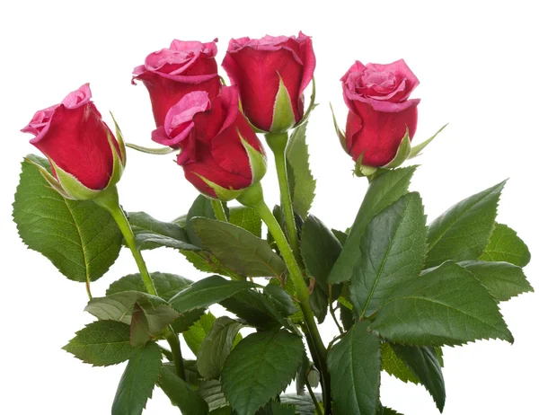 Rosas vermelhas isoladas — Fotografia de Stock
