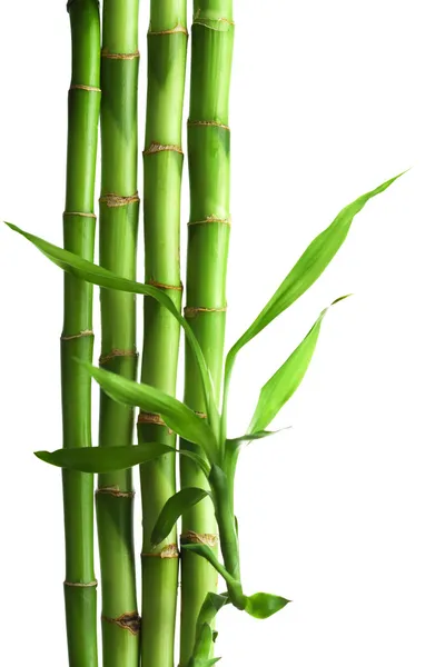 Bambu isolado — Fotografia de Stock