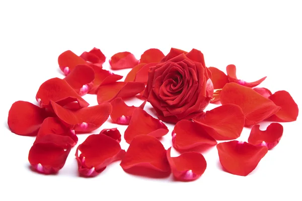 Pétales Rose Rouge Isolés — Photo