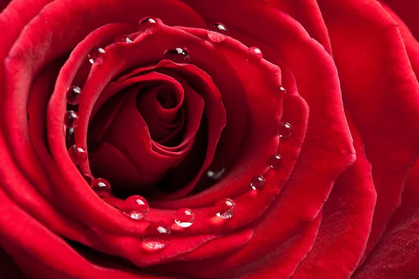 Красная роза с каплями воды — стоковое фото