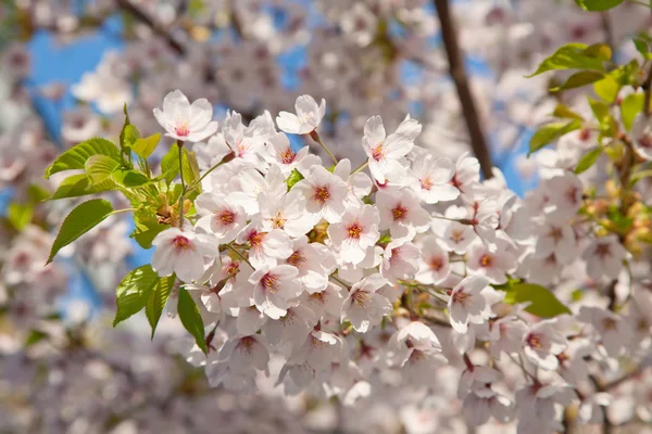 White Blossom Spring — Stock Photo, Image