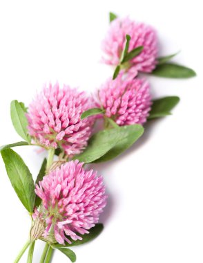 Clover flowers isolated clipart