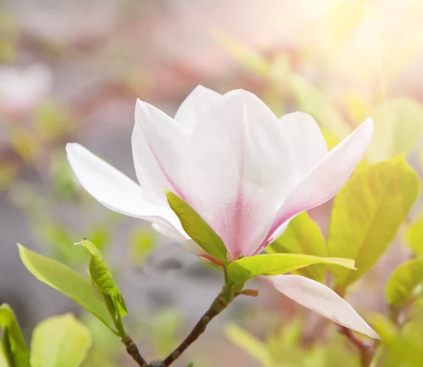 Magnolia flower in spring — Stock Photo, Image