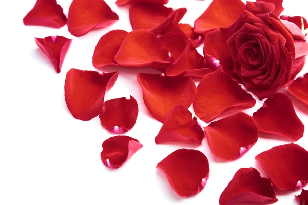 Czerwone płatki róż na białym tle — Zdjęcie stockowe