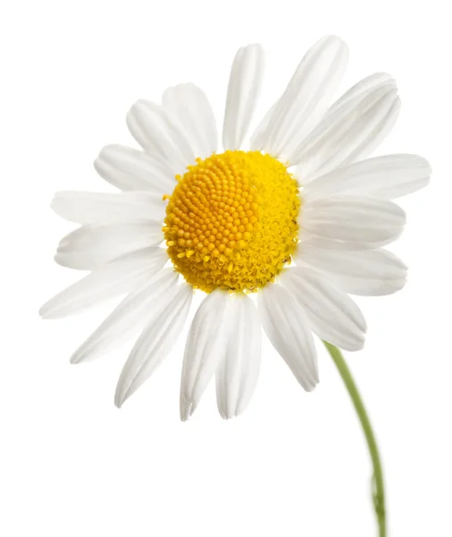 Kwiat rumianku na białym tle — Zdjęcie stockowe