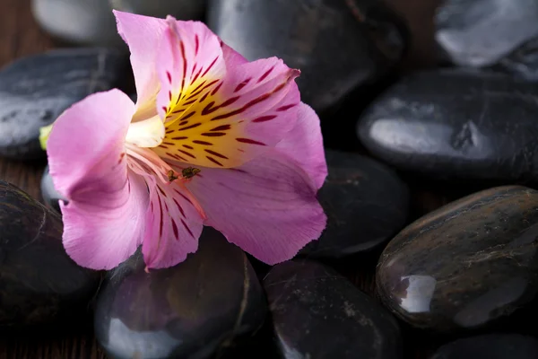 Black massage stones and flower — Stock Photo, Image