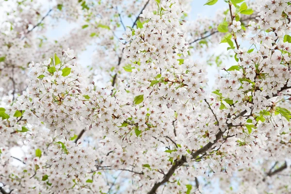 stock image White blossom in spring