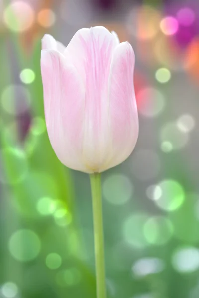 Тюльпан навесні — стокове фото
