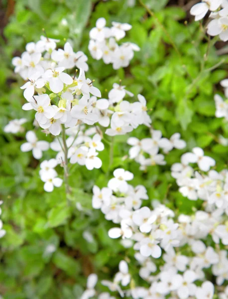 Λευκά λουλούδια στον αγρό — Φωτογραφία Αρχείου
