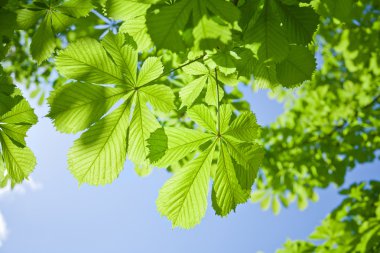 Chestnut tree leaves clipart