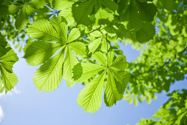 Листья каштана — стоковое фото