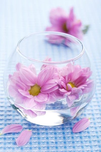 Roze bloemen in vaas — Stockfoto