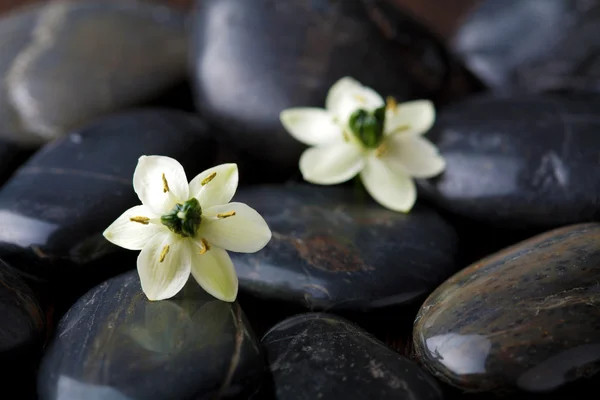 Flowers over spa stones — Stock Photo, Image