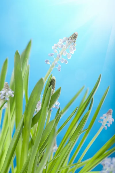 Muscari flowers — Stock Photo, Image