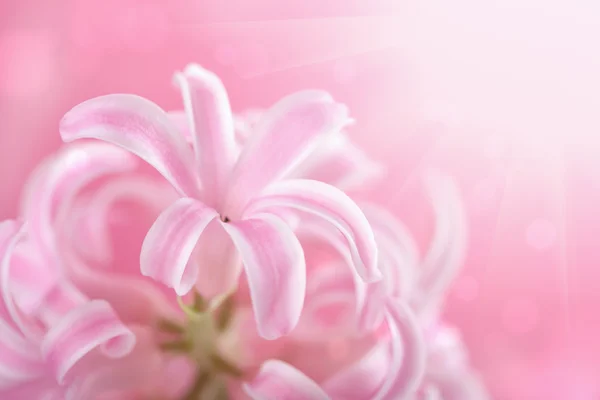 Flor de jacinto rosa — Foto de Stock