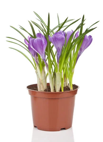 Stock image Crocus flower in pot isolated