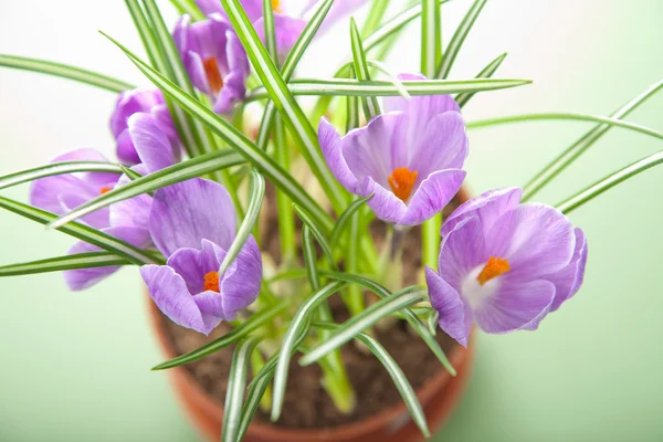 Crocus flower in pot — Stock Photo, Image